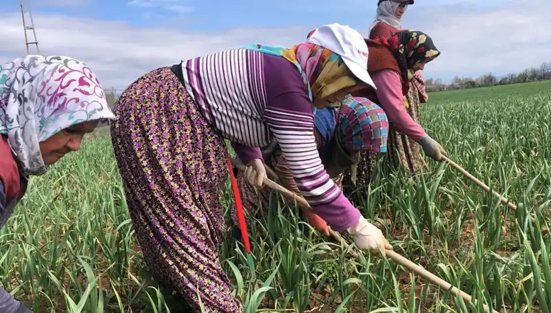 Beyaz Altın: Ünü Dünyaya Yayılırken Çapalama Dönemi Başladı