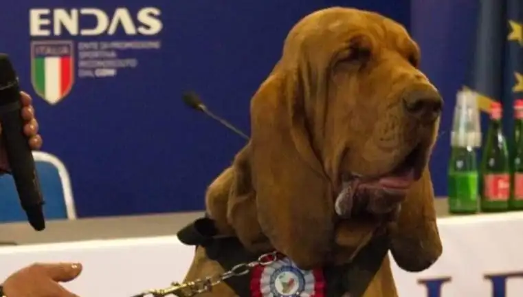 Arama Köpeğine Yapılan Çivili Sosisli Saldırı: Korkunç Bir Suikast!