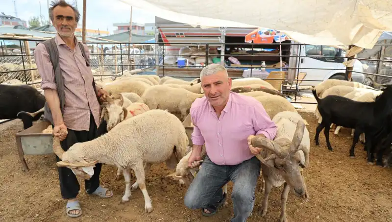 Kurban Pazarı Alışverişinde 4 Boynuzlu Koçlar Efsaneleşiyor