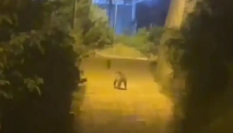 Gümüşhane Şehir Merkezinde Ayı Panic Yüzünden Koştu