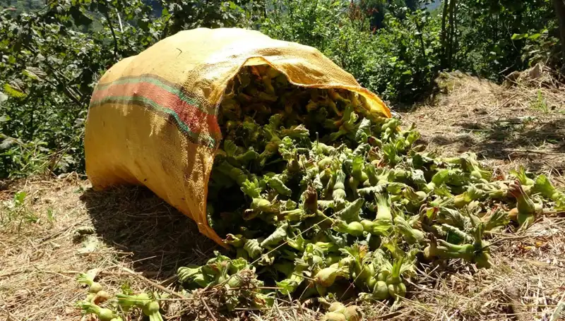 Giresun'da Fındık Hasadı Coşkusu Başladı: Üreticiler Hazırlıklarını Tamamladı