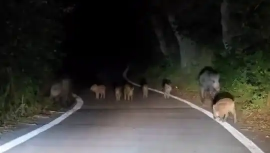 Elazığ’da Domuz Sürüsü Aniden Yola İnerek Trafiği Kestirdi