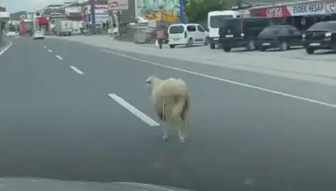 Yalova’da Kurbanlık Hayvanlar Kaçınca Trafik Kilitlendi!