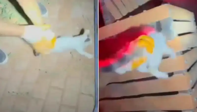 Gece Yarısı İtfaiye Ekibi, Kediyi Kurtararak Kahraman Oldu!