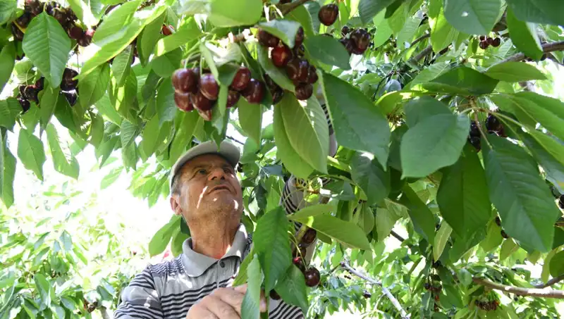 Lapseki Devi: Çay Bardağına Sığmayan Dev Karpuzun Sırrı