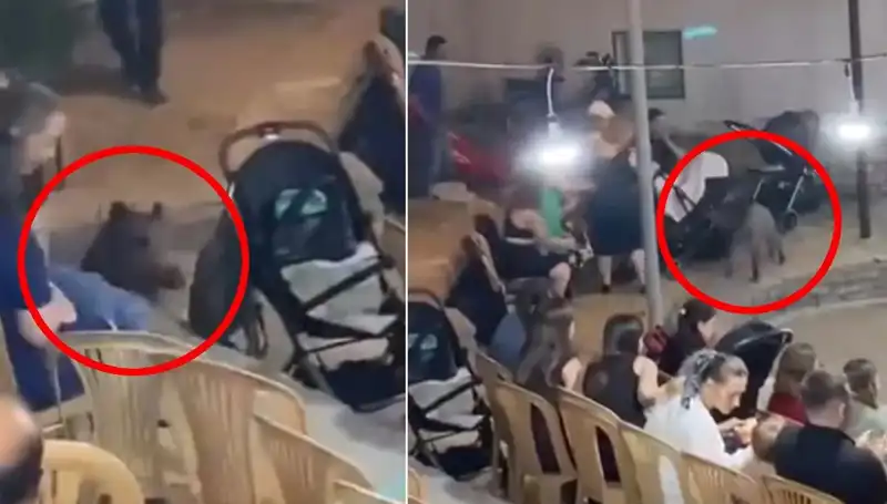 Düğün Gününde Yaban Domuzu Paniği: Misafirler Ne Yapacağını Bilmiyor
