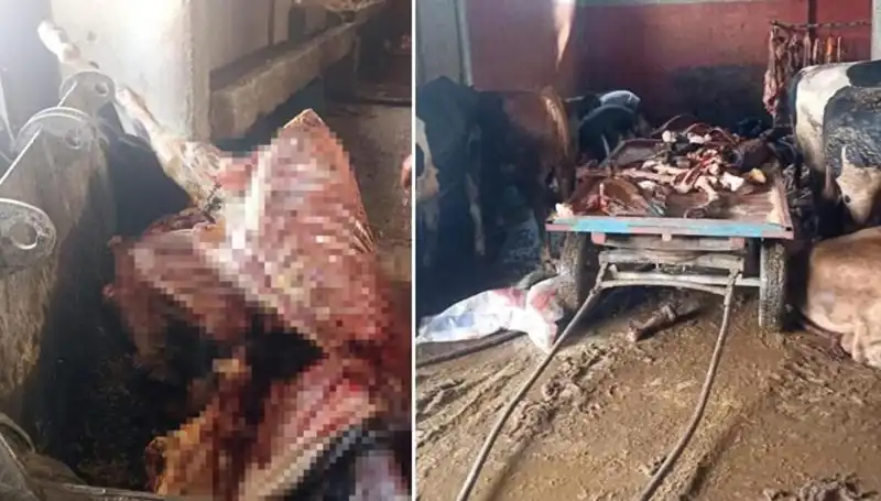 Adana'da 2,5 Ton At Eti Ele Geçirildi: 4 At Kurtarıldı!