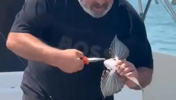 Saros Koyları’nda Nadir Kırlangıç Balığına Rastlandı!