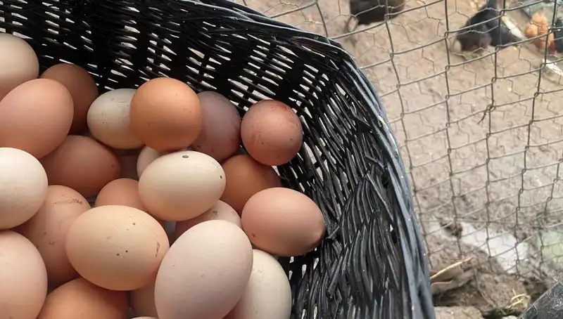 Dünyanın En Ucuz Proteini: Okul Dönemi Zorluklarını Aşarken Neden Önemli?