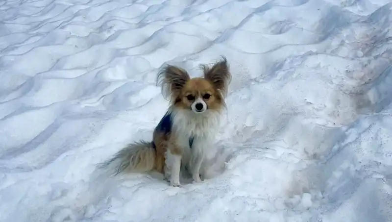 Buzul Yarığından Kurtulan Adamın Kahramanı: Sadık Köpek
