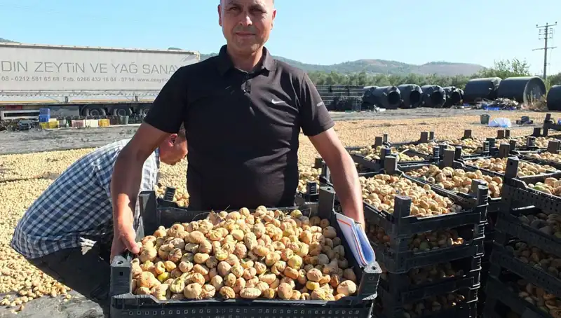 Balıkesir'de Hasat Zamanı: Çin ve Rusya'ya İhracat Başladı!