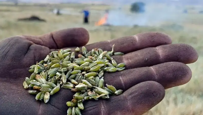 Firik Sezonu Açıldı: Eşsiz Lezzetlerin Keyfini Çıkarın