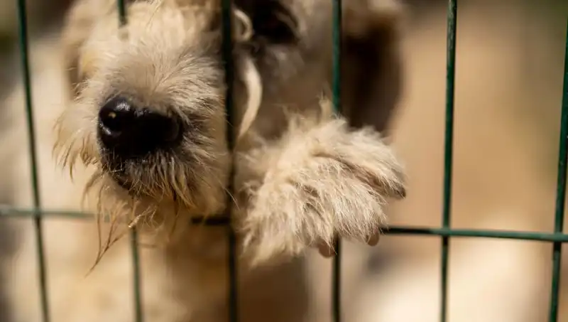 İş Stresi, Sevimli Dostlarımızı da Etkiliyor: Köpeklerin Psikolojik Durumu