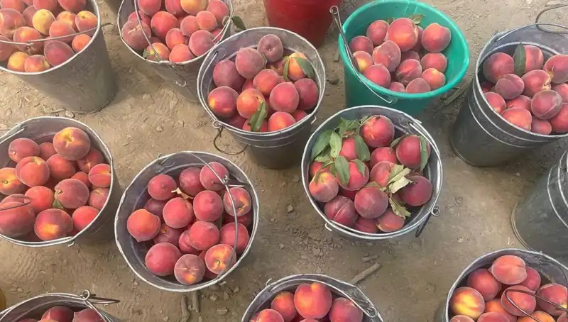 Hasat Dönemi Başladı: Çiftçiler Fiyatlardan Neden Memnun?