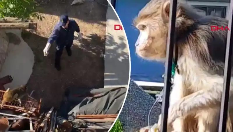 Muğla'da Şaşkınlık Yaratan Maymun Kovalamacası: Mahalleli İmza Attı!