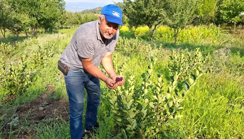 3 Yıl Önce Ettiği Deneme, Şimdi 200 Lira Kilosuyla Bir Mucizeye Dönüştü!