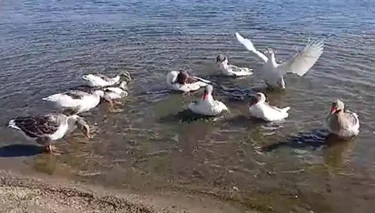 Deniz Keyfi Yapan Kazlar, Şikayet Üzerine Kümese Kapatıldı