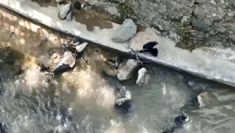Yılan ile Karga Arasındaki Savaş: Doğanın Mücadelesi