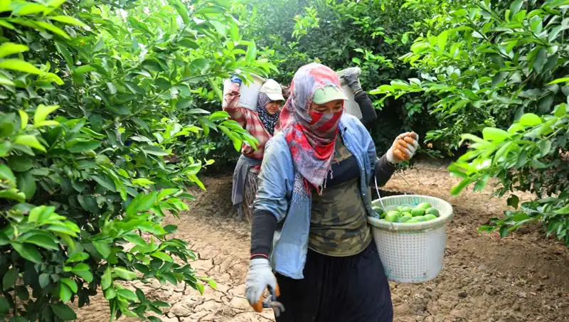 Marketteki Patates Fiyatları Hızla Düşecek: Yeni Hasat Müjdeleri Geldi