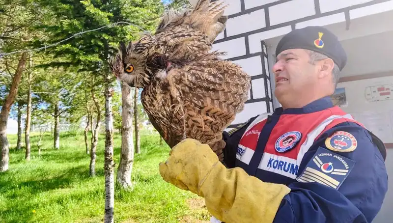 Dikenli Tellere Takılan Puhu: Doğa Koruma Ekipleri Harekete Geçti