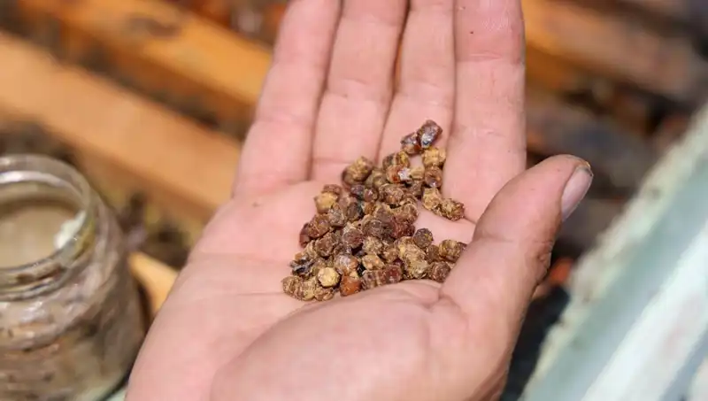 Eskiden Çöpe Giden Besin, Şimdi 3 Bin TL’ye Satılıyor: Protein Cenneti
