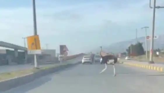 ** Trafikte Deve Kuşu Görülmesi, Sürücüleri Şaşırttı: O Anlar Kameralara Yansıdı**